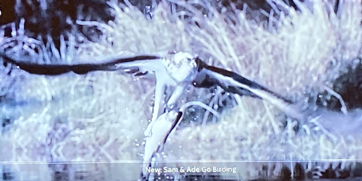 SheLovesTweets's tweet photo. Cooling down my anger over America by watching S2, P2 of #SamAndAdeGoBirding @channel5_tv with @exitthelemming & @AdrianEdmondson. A wonderful tonic if you need to chill out, this time in West #Wales with #RedKites, #Ospreys, #Kingfishers, #Pheasants, #Warblers and more ๐๐ฆ
๐ฅ๐ชถ https://t.co/KQqq4R2LJ1