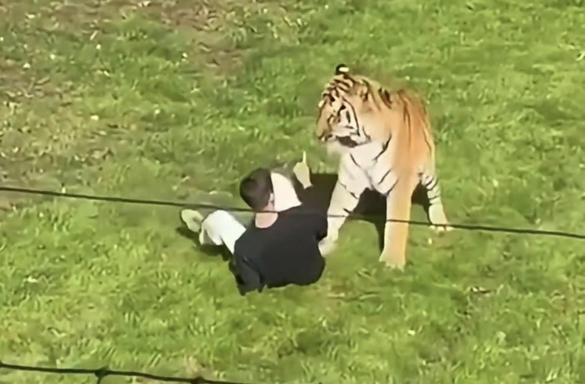 Isaqueluizsilva's tweet photo. @jameswebb_nasa O cara meteu o dedo na cara do tigre kkkkkkkkkkkkk qual foi https://t.co/gx2u96kIK1
