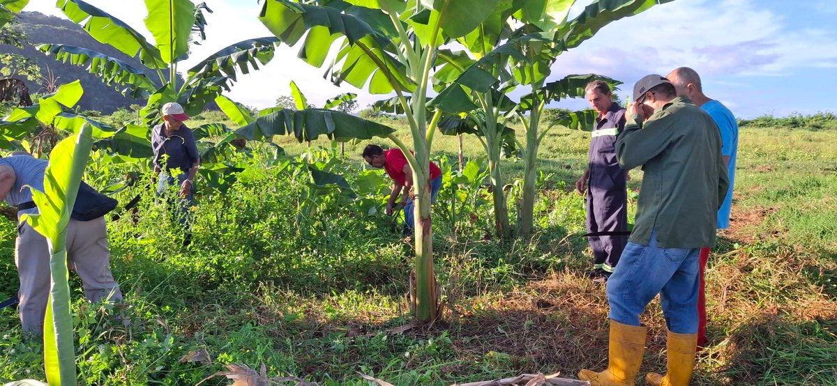 BatistaChe85650's tweet photo. 🌱 En trabajo voluntario desde la finca del gobierno.  Autonomía alimentaria, unidad, trabajo y acción. #MatancerosEnVictoria https://t.co/drkpL96PNF