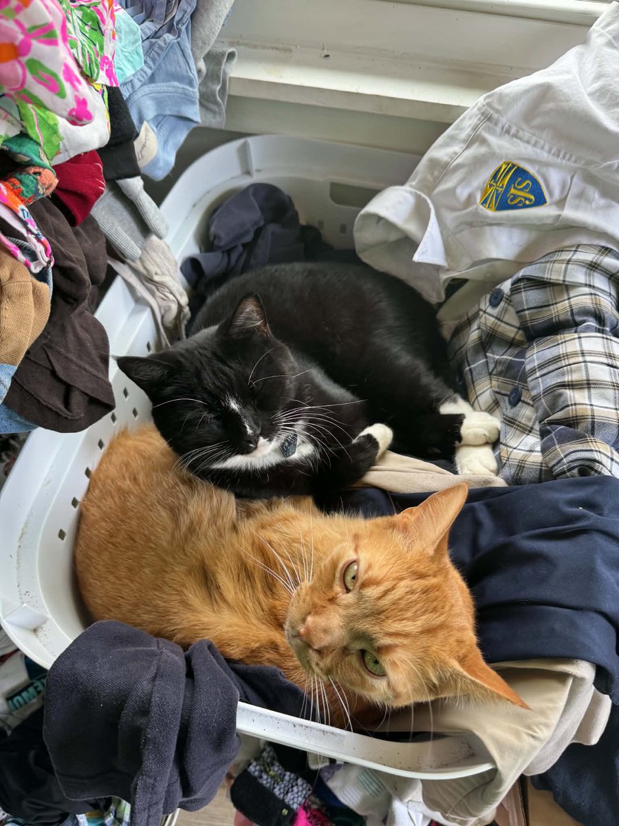 emzanotti's tweet photo. Fred is for rent. He has a significant kill count. Currently slacking. https://t.co/SRRHLgMij3