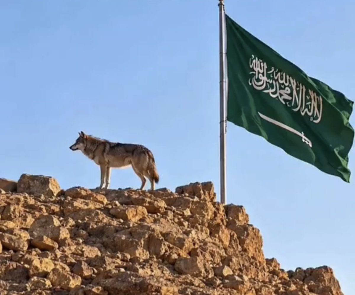 alrotayyan's tweet photo. رفرف 🇸🇦
كل سارية تتشرف بك.
كل السماوات الحرة
ترحب بك.
كل القلوب المؤمنة تردد
وبخشوع ما كتب عليك.

رفرف
يا البيرق الأعلى والأغلى:
ان توقفت الريح عن الهبوب
ستجد 30 مليون نَسمة/ نِسمة
يصنعون الريح بأنفاسهم.. لترفرف!

و الأخضر يتمدد
في كل الجهات
الأخضر يصعد
إلى كل السماوات

كل الألوان تتلوّن!
الأخضر:
فاضح.. وواضح.

الأخضر:
سيّد الألوان
ولون السيادة

الأخضر
يحمل النور المسطر
وكل سماء يرفرف فيها
هي بفضل الله:
سماء آمنة.