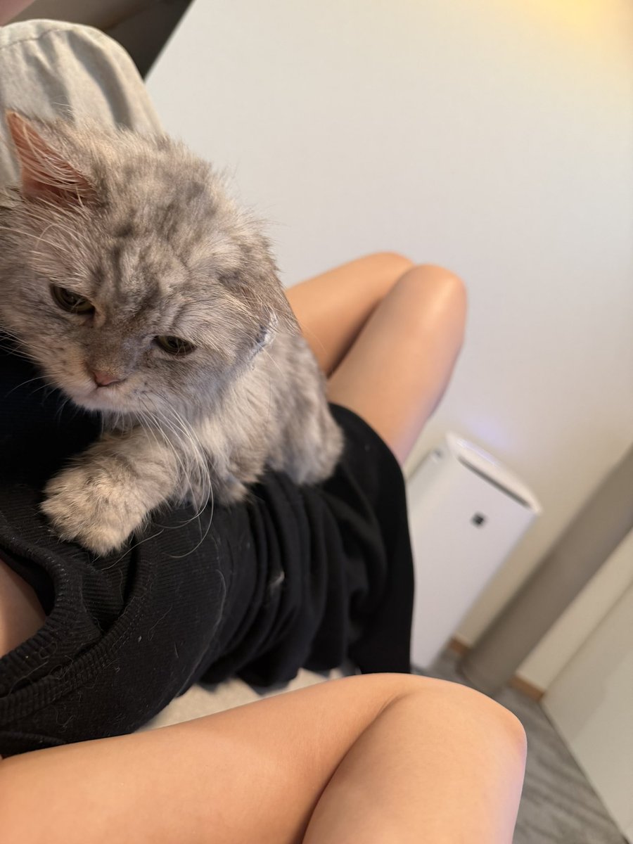 negishiai's tweet photo. おはようございます🥰

疲れ果ててソファーで寝落ちしてこんな時間に起きました🤣
今日は久々1日何も無い日なのでゼウスとずっと一緒にいるぞ🐈‍⬛🩶 https://t.co/rmJ9FwAhLS