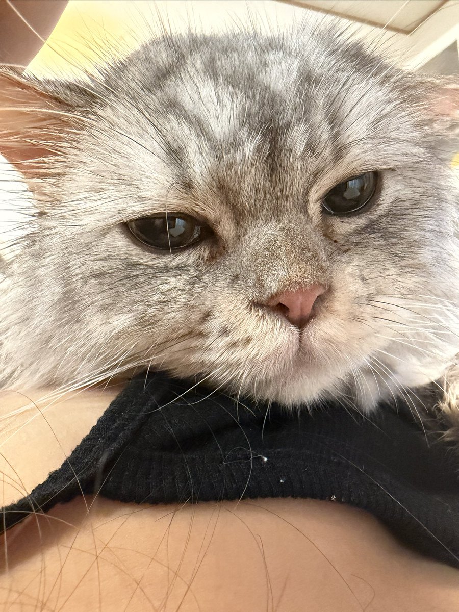 negishiai's tweet photo. おはようございます🥰

疲れ果ててソファーで寝落ちしてこんな時間に起きました🤣
今日は久々1日何も無い日なのでゼウスとずっと一緒にいるぞ🐈‍⬛🩶 https://t.co/rmJ9FwAhLS