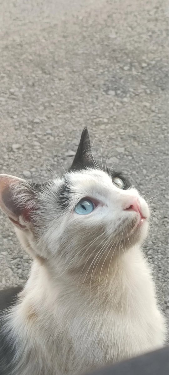 sr93431880's tweet photo. The prettiest eyes🐈 https://t.co/XCnwyFDpyl