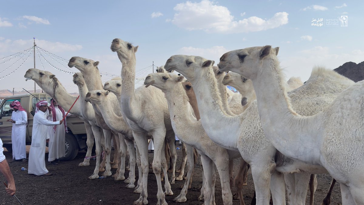 Camel_Auction_3's tweet photo. صور جوية ترصد أجواء مزاد المدينة المنورة الثالث للإبل.

#مزاد_المدينة_المنورة_الثالث_للإبل https://t.co/EzjFBqaseB