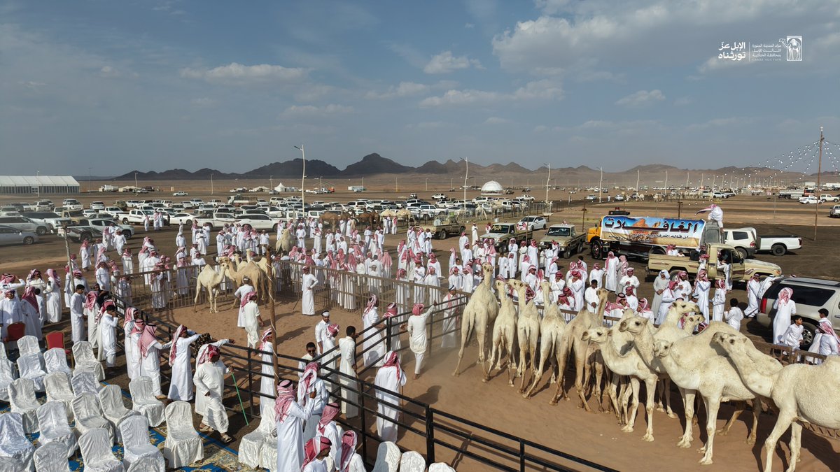 Camel_Auction_3's tweet photo. صور جوية ترصد أجواء مزاد المدينة المنورة الثالث للإبل.

#مزاد_المدينة_المنورة_الثالث_للإبل https://t.co/EzjFBqaseB