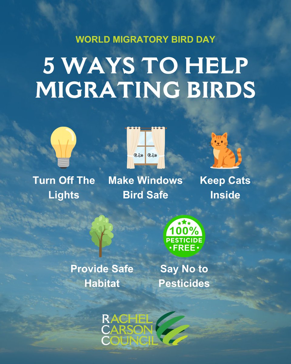 RachelCarsonDC's tweet photo. It’s World Migratory Bird Day! Every fall, billions of birds take to the skies to migrate across North America and beyond. Their journeys are incredible, and you can help make them a little safer.

Learn more ways to support migratory birds this season: https://t.co/GNQ4798vsr https://t.co/T5MvsZ8kGq