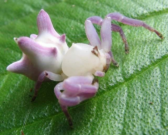j4bbr's tweet photo. she is like a crab spider

#knightsofguinevere https://t.co/SsNLzcLna2