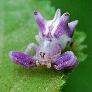 j4bbr's tweet photo. she is like a crab spider

#knightsofguinevere https://t.co/SsNLzcLna2