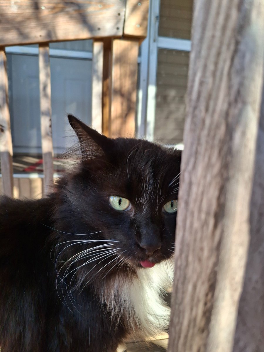 favteach's tweet photo. @oelma__ Fang. One tooth and she sticks her tongue out. https://t.co/w8g567x7ro