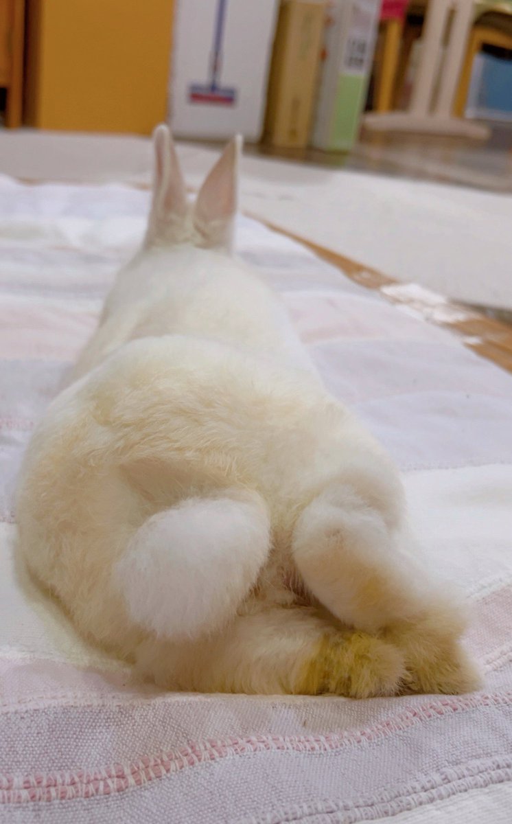 chiyo_ya00's tweet photo. リラックスセクシーおしり🥞🐰 https://t.co/QCCn0aHU3Z