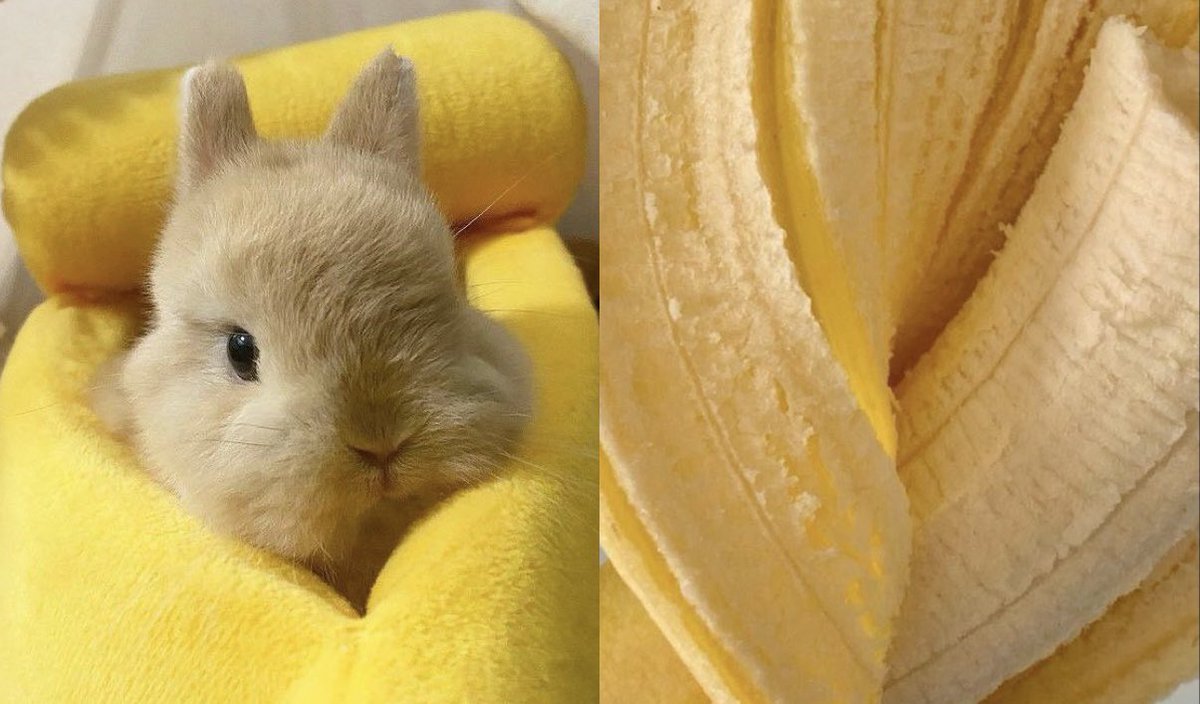 kaane0's tweet photo. ⋆˚.⋆ THIS OR THAT food poll  𐙚⋆.˚
#edrtwt #poll #thread #foodpoll
        #sweet #banana #food 
banana edition 🍌 (extra lengthy) .ᐟ https://t.co/QGK2em7oBS