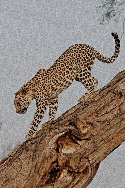kowal_art's tweet photo. Cuatro animales que simbolizan a Argentina https://t.co/IEqxGHeuuN