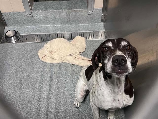 cashsmama08's tweet photo. 💔Someone please go adopt sweet senior Oreo at Orange County Animal Care in California🙏🙏🙏
Look at that sweet little face 🥺
Oreo #A1703524
M
Breed: Germ Sh Point
Color: LIVERWHITE
Age: 8 Years
Weight: lbs
Intake location: Santa Ana
Kennel #: 309
Story: Oreo has waited far too long. At 8 years old, this sweet senior deserves a soft bed, kind words, and a family to love him. Please don’t let him spend more time in a kennel when he should be home.🙏💔🥺
☎️Call 714-935-6848 and reference animal ID
📍 1630 Victory Road, Tustin, CA 92782