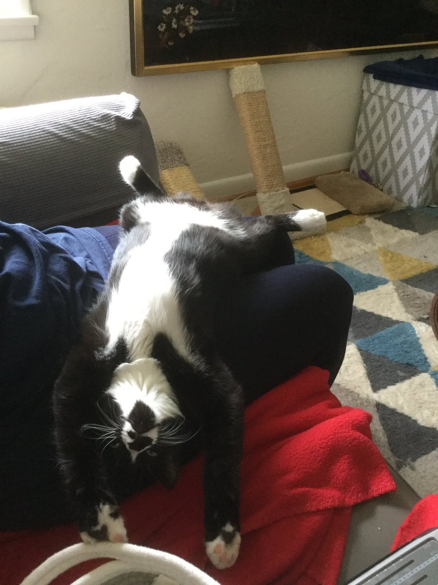 JAllmendinger1's tweet photo. @icod Hi Bruno looking good all splayed out!  Happy Caturday! https://t.co/fzSFmEGwsB