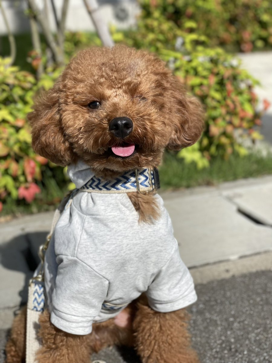MionanoiM's tweet photo. WON
DER
FUL

#toypoodle #トイプードル #犬のいる暮らし https://t.co/sME4rYEv82
