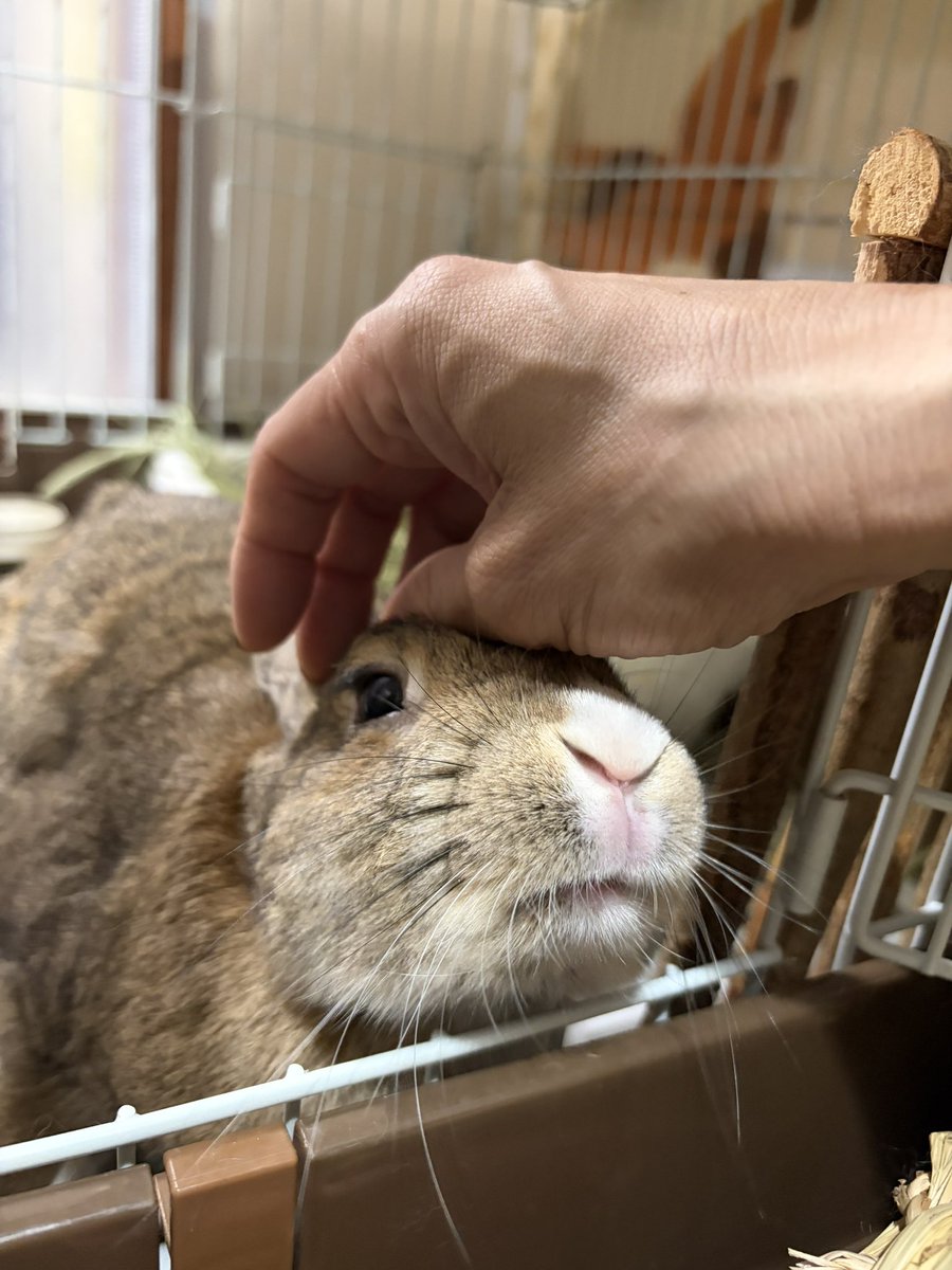 chocomarria's tweet photo. 🐰おはよ〜( ´ ▽ ` )ﾉ

#学校うさぎ　#里親募集中　#ラビネスフェスタ https://t.co/j9bE5K4ZiM