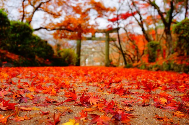 TwitFukuoka's tweet photo. 期間中は夜間照明も実施「宝満宮竈門神社の紅葉」銀杏や楓など約300本の落葉樹 → https://t.co/3LmkNubwvY https://t.co/TIoPr4o6Ek