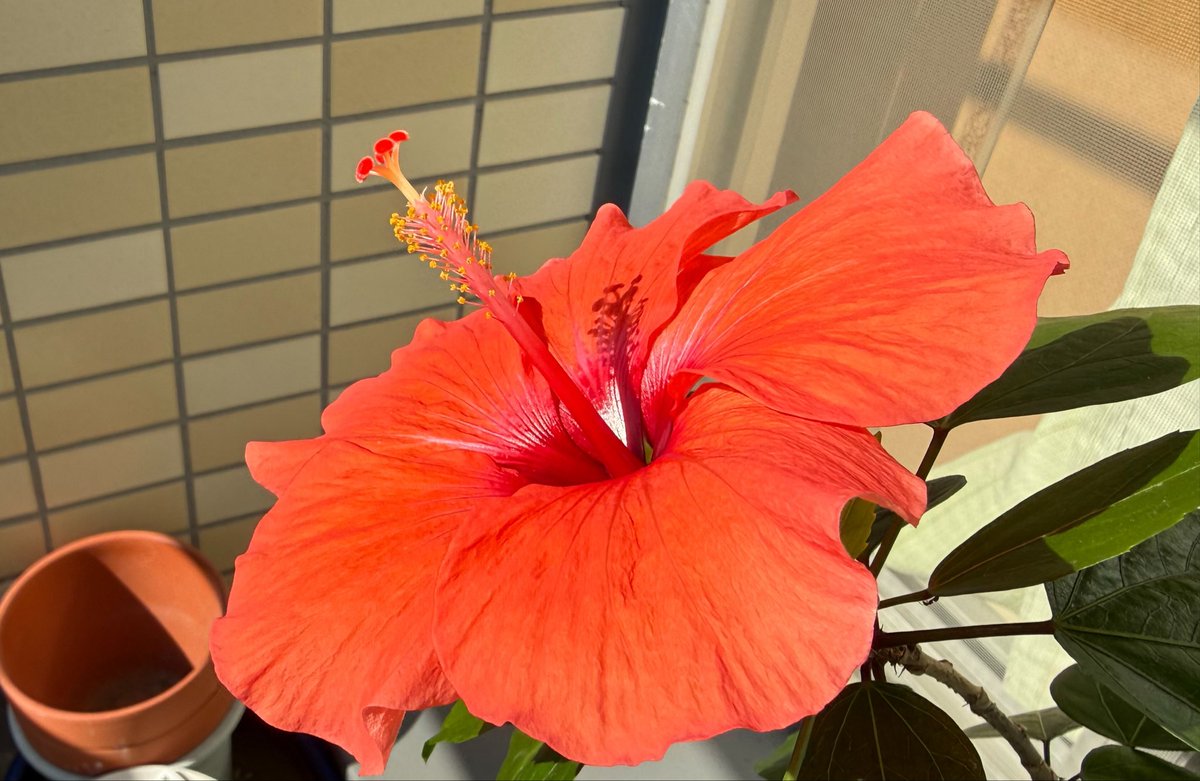 active_Lovers's tweet photo. Sixth daughter—she who just bloomed 3 days ago—perished last night.

6女―3日前に開いたばかり―昨夜、落命しました。 https://t.co/NqVjqTk3uA