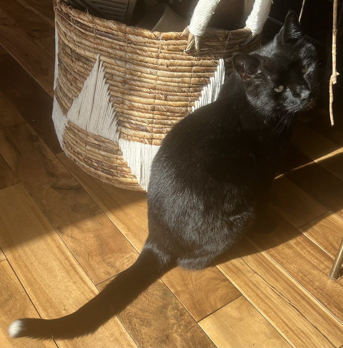 DMBMan72's tweet photo. @werewolfblake @Volo4u @ohitsroodie @CarryanaGrande @CAdreamboy 

Babysitting my brothers little girl Saint. Love the white on the tip of her tail. 🥰 https://t.co/lZzR0SRzQ3