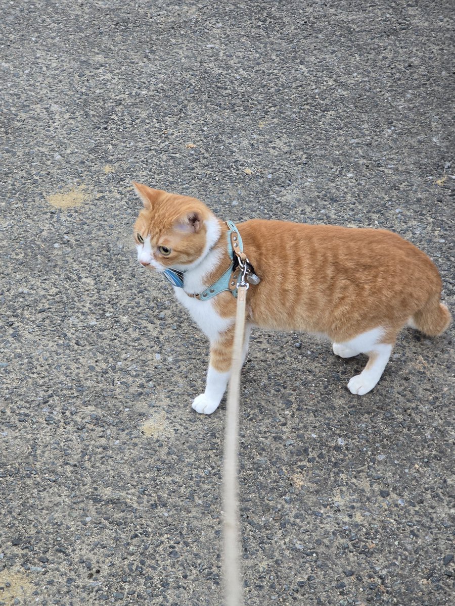 hamanakaouji's tweet photo. 初めての馬を見たねこ https://t.co/tfCIrIfsH0