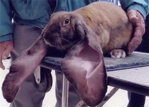 5uuta's tweet photo. la boom boom is those bunnies with the really fat and droopy ears https://t.co/oddj1Ch3tN