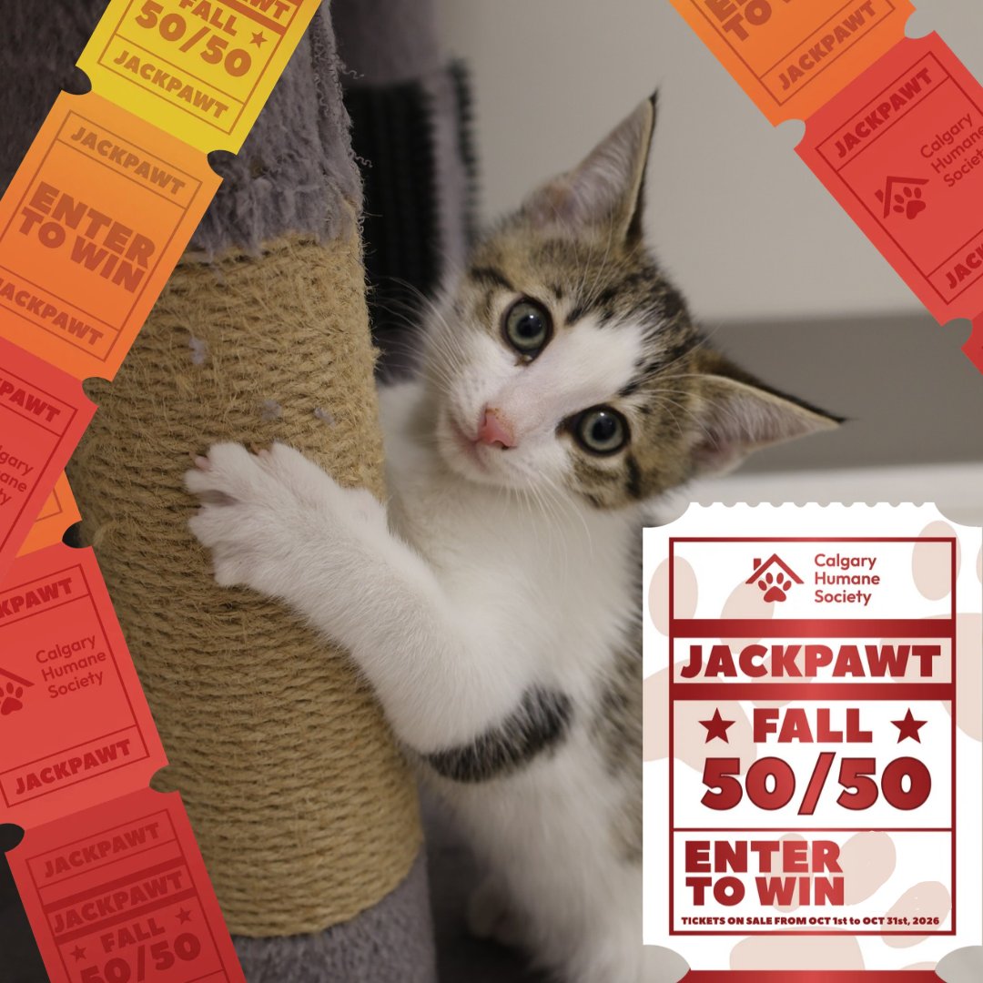 CalgaryHumane's tweet photo. This kitten is politely asking you to buy Fall JackPAWT tickets ❤️!

Get your tickets here! https://t.co/yvlxRAo0ug

 #JackPawt #CalgaryHumaneSociety #Fall5050 #CatLovers #KittenLove #YYC https://t.co/riXWZCaYAL