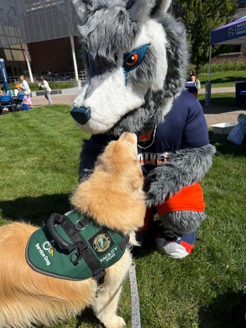 ECADServiceDogs's tweet photo. Saturday Spotlight 🧡🐾💙
Facility Dogs Ollie and Apricot attended the Western CT State University Career Fair.
Ollie met the mascot, and Apricot made a new student friend.
A good day for ECAD on campus!
#FacilityDogs #ECADServiceDogs #WestConn https://t.co/mIuyRcfXeH