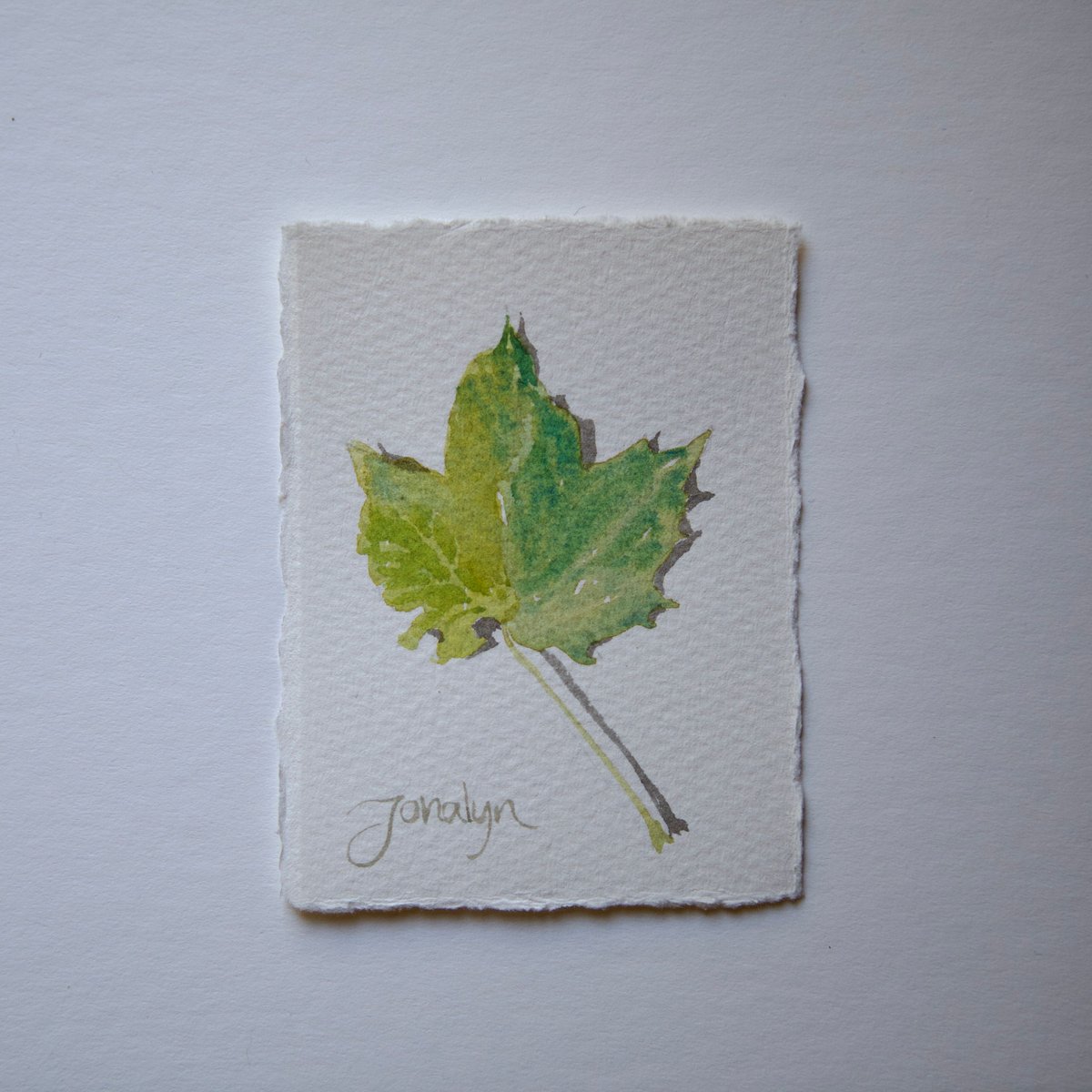 JonalynFincher's tweet photo. SOLD "Red Maple with Shadow" 3 3/4 x 2 3/4 

Soon this green maple will show the colors for it's name "Red Maple". I am painting tiny leaves this week as a way to notice the change from summer to fall. This one just sold to a collector in Michigan.

#watercolor #NewHampshireart https://t.co/BcB8wwFxpo