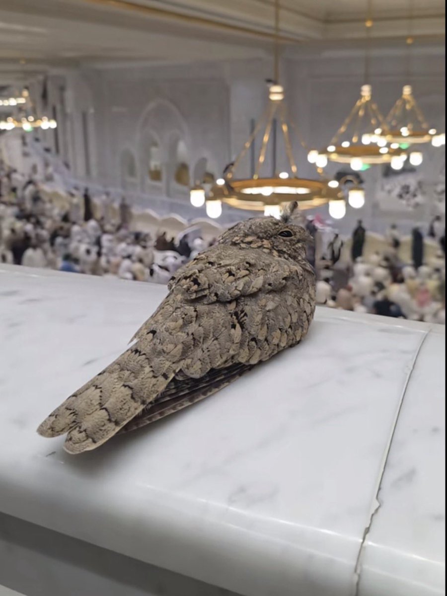 Massaka_46's tweet photo. I’ve never seen a bird like this in my life 🤔 What bird is this? Does anyone know what it is? 🦅
Mashallah, Subhanallah

لم أرَ طائرًا كهذا في حياتي من قبل 🤔 ما هذا الطائر؟ هل يعرف أحدٌ ما هو؟ 🦅
ما شاء الله سبحان الله https://t.co/9VbgMYgdQC