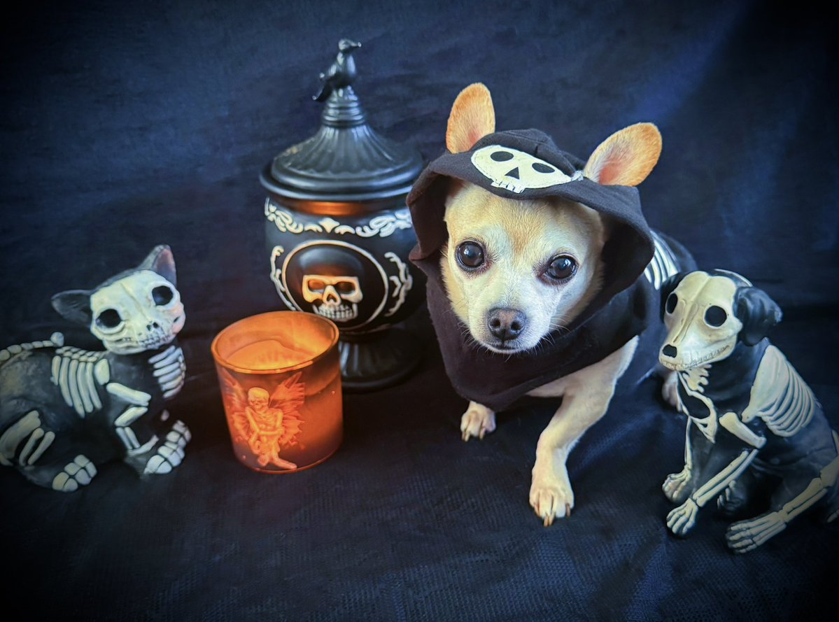 sarahanunn's tweet photo. It’s day 10 of #Octoberween!
Jasper is hanging out today with his skeleton minions while wearing his new Halloween Hoodie!
🖤💀🖤
#RescueDog #Chihuahua #HalloweenIsComing #SamhainIsComing #DogsofTwitter https://t.co/5sptkkblJs