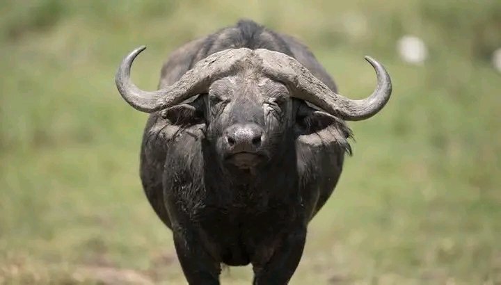 njeri__254's tweet photo. Nauza hii buffalo bei ya kuongea,nilipe hii bill nimeachiwa uku locals 😭 https://t.co/MsIz94fkvG