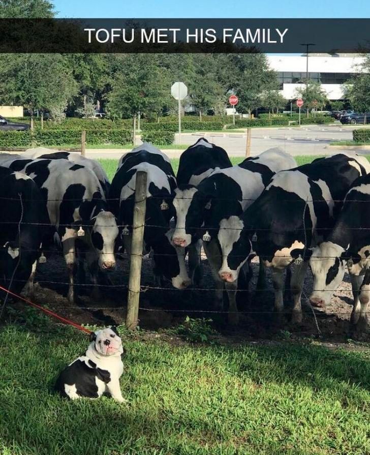 everythingdogss's tweet photo. https://t.co/Yamw9FuRkV