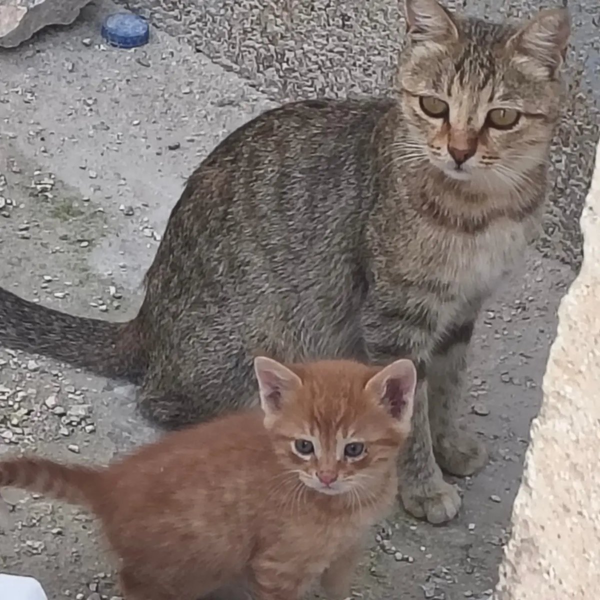 catsworldaura's tweet photo. https://t.co/aoSBBN6bti