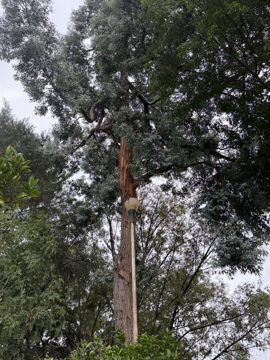 yolichito's tweet photo. @GobNau La semana le cayó un rayo a un eucalipto en un jardín comunal de la @ac1seccionlv, vinieron los bomberos y dijeron que no había riesgo porque le dio de un lado y no al tronco como tal. Hoy se cayó una rama y gracias a dios no hubo personas.
¿Será negligencia? https://t.co/XbN6Rg6dFD