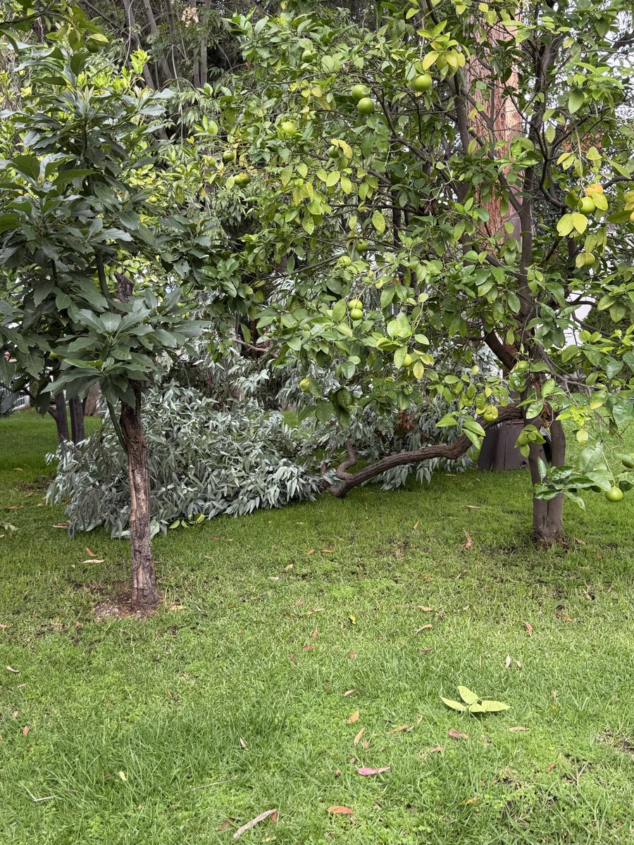 yolichito's tweet photo. @GobNau La semana le cayó un rayo a un eucalipto en un jardín comunal de la @ac1seccionlv, vinieron los bomberos y dijeron que no había riesgo porque le dio de un lado y no al tronco como tal. Hoy se cayó una rama y gracias a dios no hubo personas.
¿Será negligencia? https://t.co/XbN6Rg6dFD