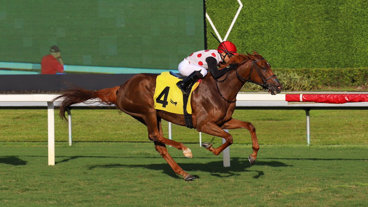 CaribePalma's tweet photo. La alazana #4 SOUPER ZONDA salió disparada en la punta y en parciales violentos ganó galopando de manera impresionante la última de hoy sábado 10 de Octubre en @GulfstreamPark  

Espectacular conducción del "Derby Winner" venezolano Sonny León @SONNYLEON1 quién muy feliz nos comentó su gran victoria 👇🏻