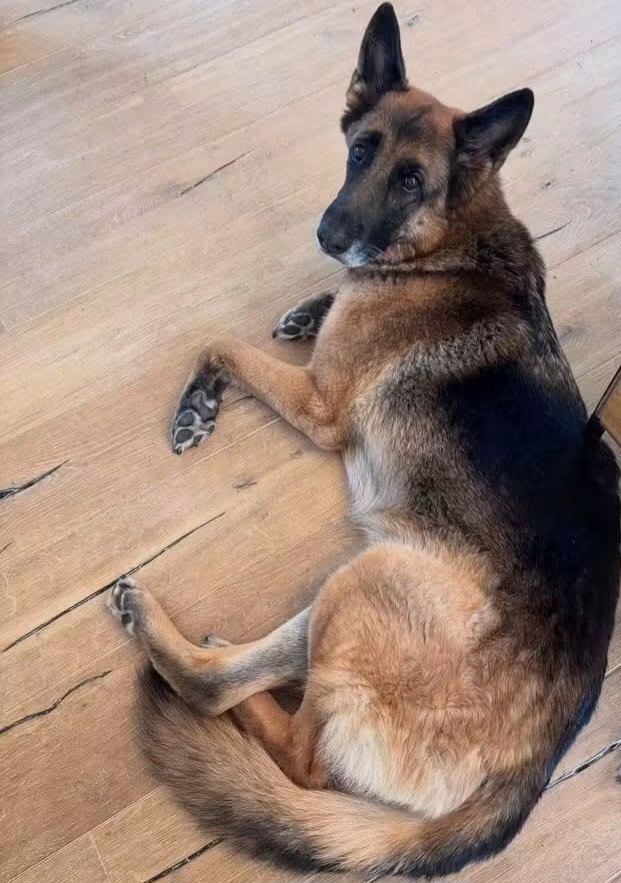 Bruno_onx7's tweet photo. WOULD YOU SLEEP ON THE FLOOR NEXT TO YOUR SICK DOG IF THAT WAS THE ONLY WAY THEY FELT SAFE? https://t.co/ONtgYDbZOI