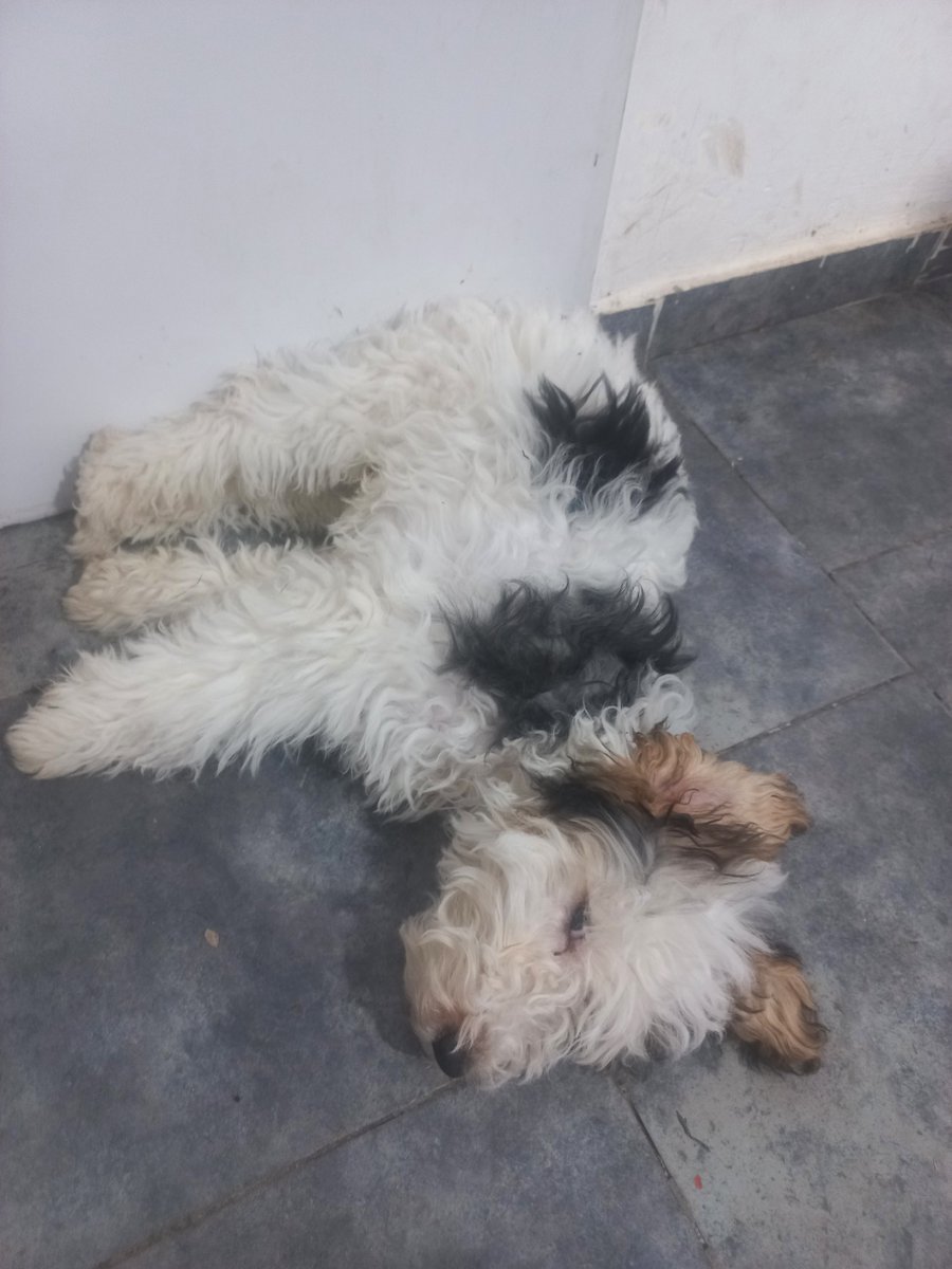 MagaCastil25813's tweet photo. @lilitthiie Mi hato Milo y mi perro Nanami (a él no le importa nada, le dio sueño y se tiro en cualquier lugar de la casa) https://t.co/N0004u2Wbe