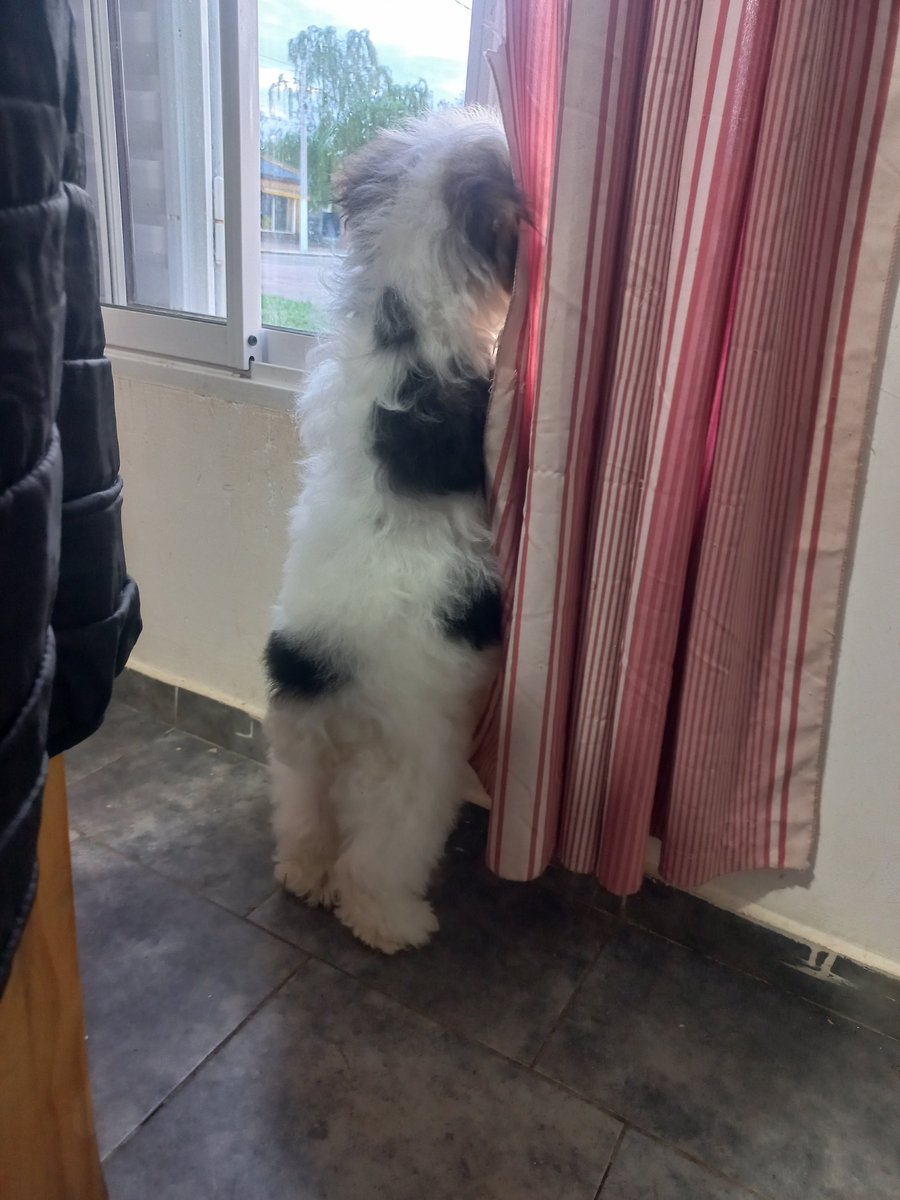 MagaCastil25813's tweet photo. @lilitthiie Mi hato Milo y mi perro Nanami (a él no le importa nada, le dio sueño y se tiro en cualquier lugar de la casa) https://t.co/N0004u2Wbe