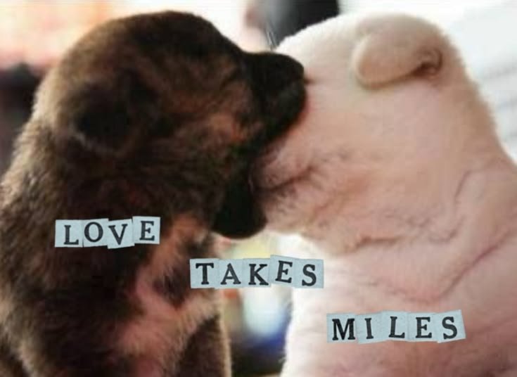 caninepoetry_'s tweet photo. https://t.co/7TV8mVZjLX