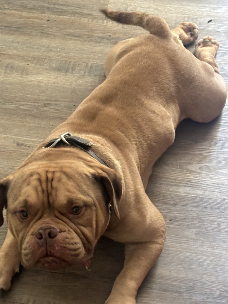 CoreyHodge80087's tweet photo. New edition to my family #chop https://t.co/p9r57lZmbt