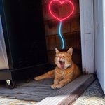 Photo by Cheddar Biscuits 🧡🧡 (@biscuitscheddar)