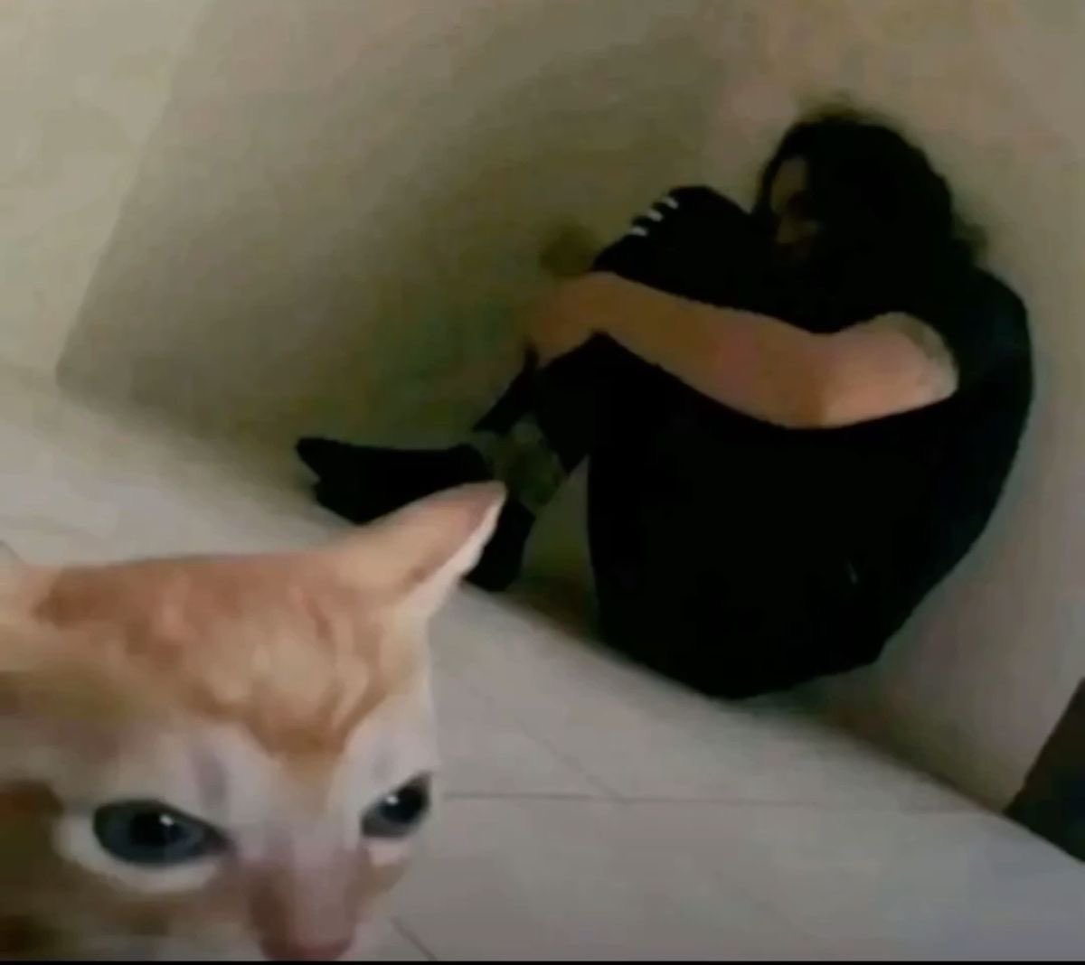 yunhozip's tweet photo. estamos en casa de la hermana de un amigo y su gata nos bufa gruñe y pega por todo estamos asi literal https://t.co/UelD69cMCP