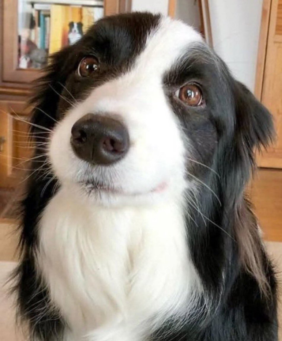 crowmutt_'s tweet photo. border collie thread because someone asked :3 https://t.co/lANVCfwweQ