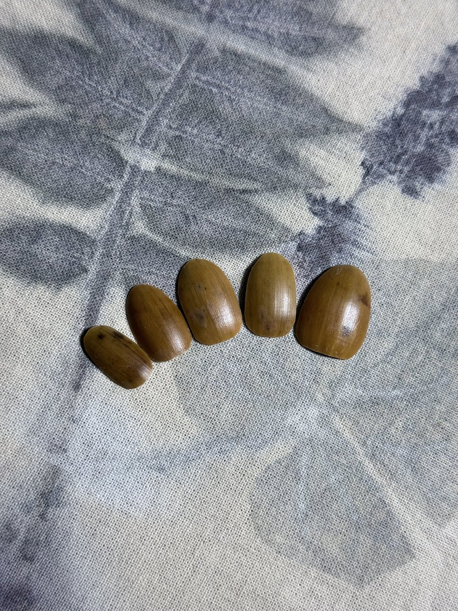 kusabanaasobi's tweet photo. しょうもないですが…
ドングリでネイルチップを作りました。
踏まれて割れたドングリを見て、大きさとカーブと厚みがネイルにちょうど良さそうだったので、ハサミで形を整えてボンドで貼ってみました。
1時間くらいつけていたら、先の方が少し丸まってきたので、本気でネイルにするならプラスチックのネイルチップの土台の上に貼り付けた方が良さそうです。