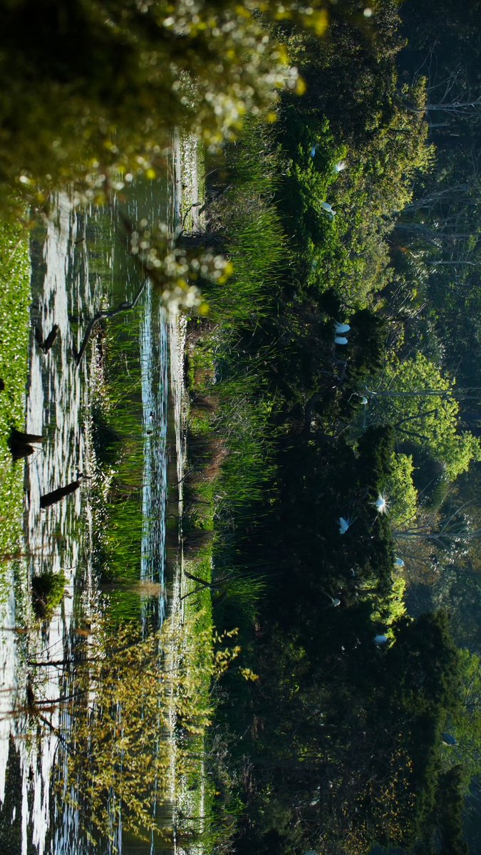 Lush green wetland landscape with white egrets flying among the trees, reflected in calm water.