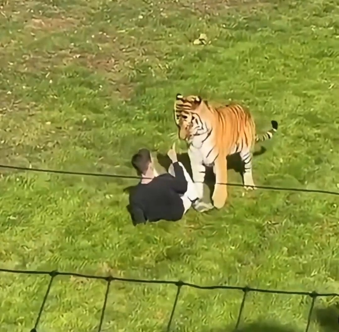 SEE22033's tweet photo. 🚨BREAKING: Man attacked by tiger at Yorkshire Wildlife Park after entering enclosure.
Yorkshire Ambulance Service was called at 1.33pm, dispatching two ambulances, Yorkshire Air Ambulance and a doctor. https://t.co/A0RNP6BLLj