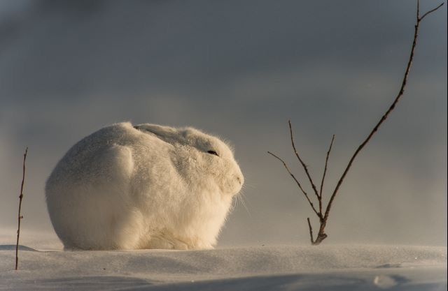 ashyaywoohoo's tweet photo. look this thing. its so roumb. snowball but with eyes? liberals dont have an answer for this 👇😹😹 https://t.co/KG1JLAO7PG