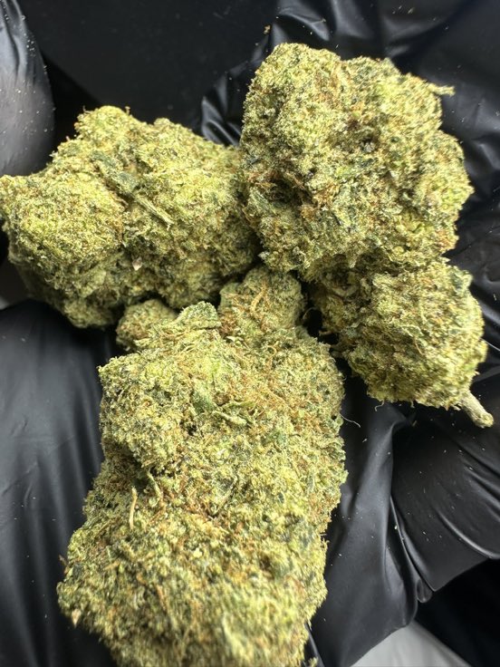 Bocabeachbum1's tweet photo. New exotic strain available ✅
Dm for gram
Ounce
and pound
Telegram: https://t.co/L4KVognVPN
#weed #cannabis #weedculture #highlife #cbd #thc #smoke #marijuana #medicalmarijuana #cannabisculture #weedporn https://t.co/lBWv7uVTjz